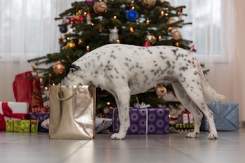 Dog putting its face in a holiday goodie bag